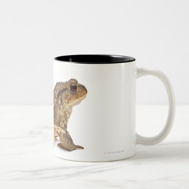 Common toad or European toad (Bufo bufo) pissing Two-Tone Coffee Mug (Right)