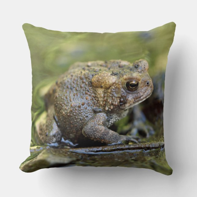 Common Toad Throw Pillow (Front)