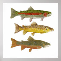 Common Trout Art Poster