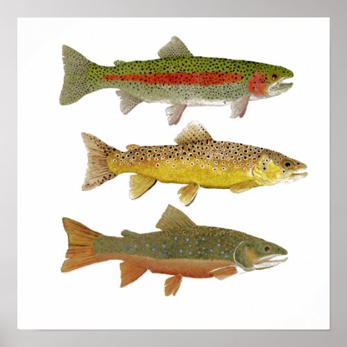 Common Trout Art Poster