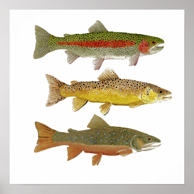 Common Trout Art Poster (Front)