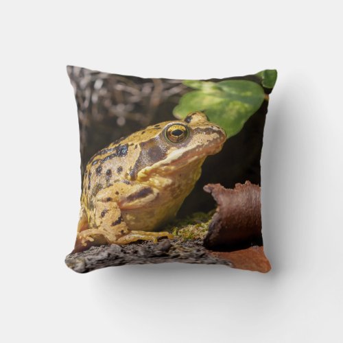 Common UK frog in unusual yellow color Cushion
