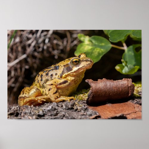 Common UK frog in unusual yellow color Poster