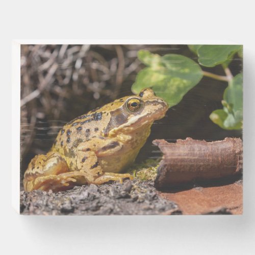Common UK frog in unusual yellow color Wooden Box Sign