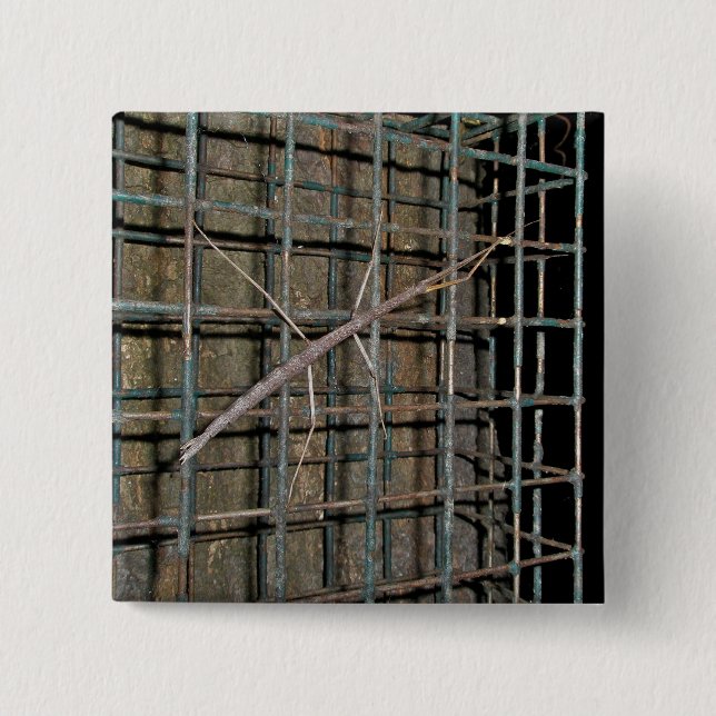 Common Walkingstick (Diapheromera femorata) Items Pinback Button (Front)