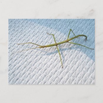 Common Walkingstick (diapheromera Femorata) Items Postcard by CarolsCamera at Zazzle