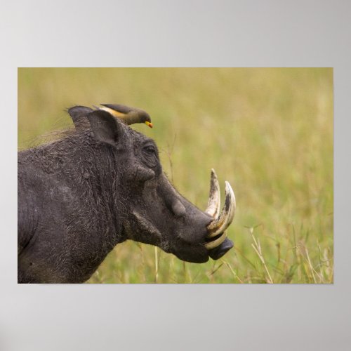 Common Warthog Phacochoerus africanus with Poster