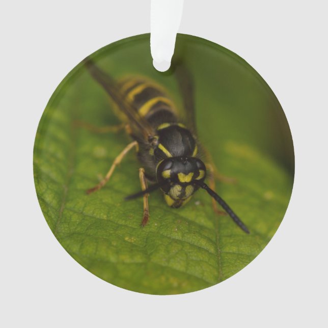 Common Wasp Ornament (Front)