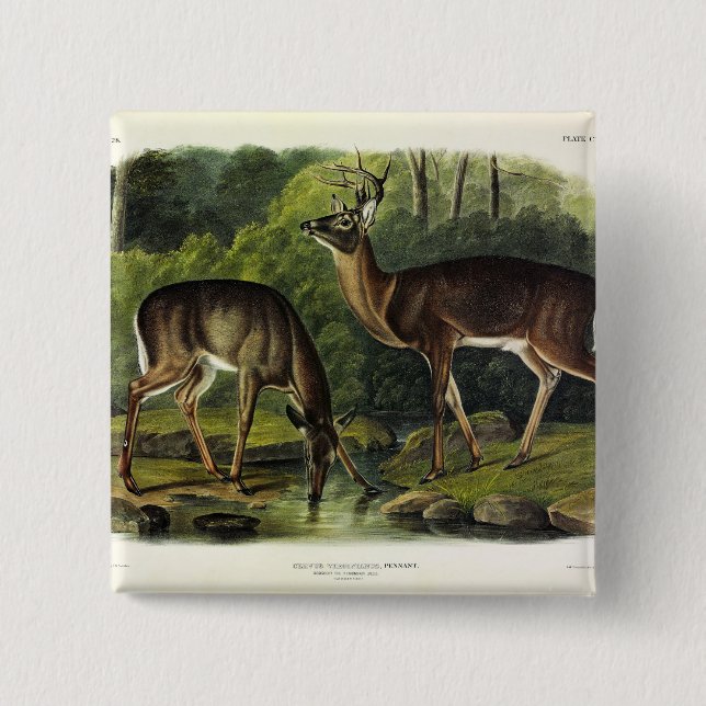 Common (White-tailed) Deer - Audubon's Quadrupeds Button (Front)
