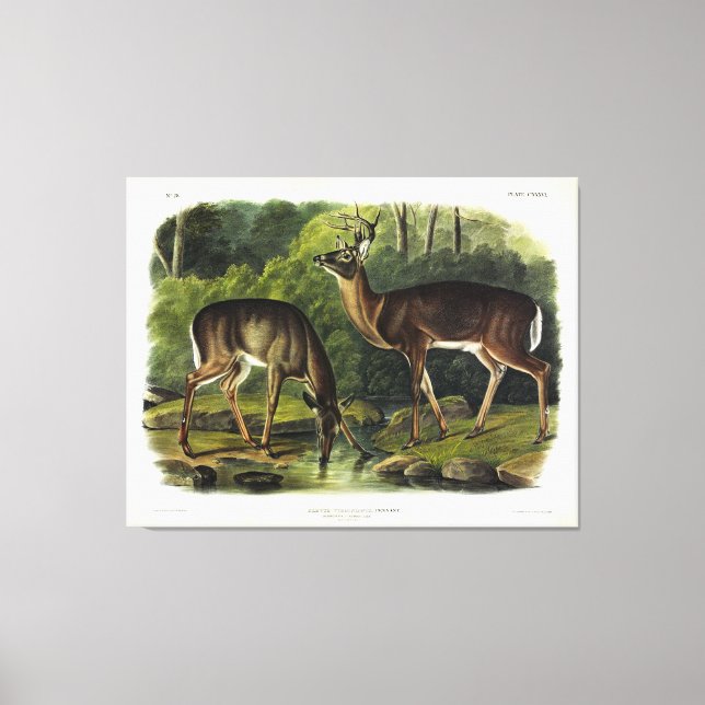 Common (White-tailed) Deer - Audubon's Quadrupeds Canvas Print (Front)