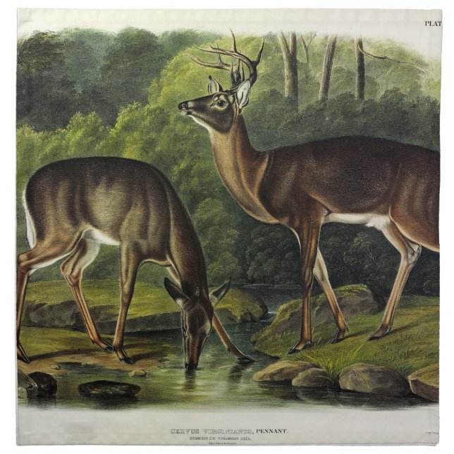 Common (White-tailed) Deer - Audubon's Quadrupeds Cloth Napkin (Front)