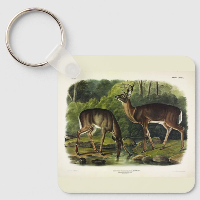 Common (White-tailed) Deer - Audubon's Quadrupeds Keychain (Front)