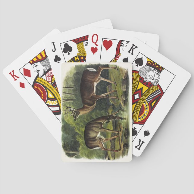 Common (White-tailed) Deer - Audubon's Quadrupeds Poker Cards (Back)