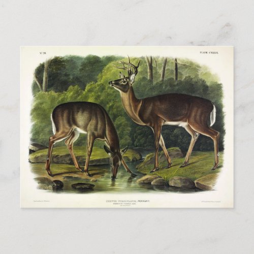 Common White_tailed Deer _ Audubons Quadrupeds Postcard