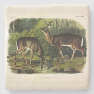 Common (White-tailed) Deer - Audubon's Quadrupeds Stone Coaster