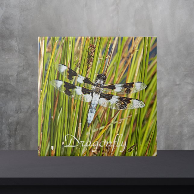 Common Whitetail Skimmer Dragonfly Photo Ceramic Tile (In Situ)