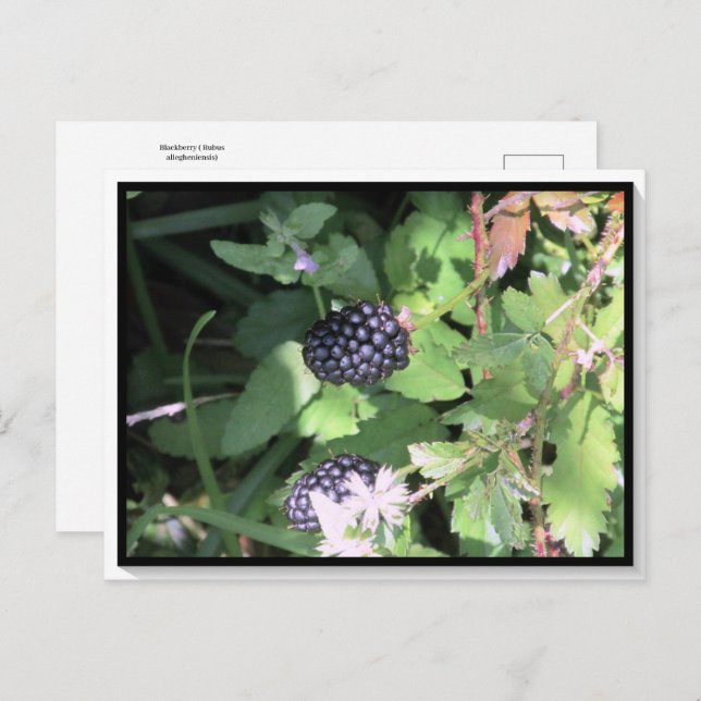 Common Wild Blackberry Postcard Postcrossing (Front/Back)