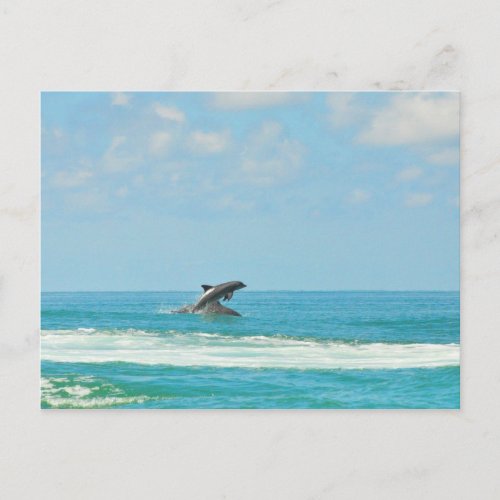 Common Wild Dolphins Playing In Gulf FL Postcard