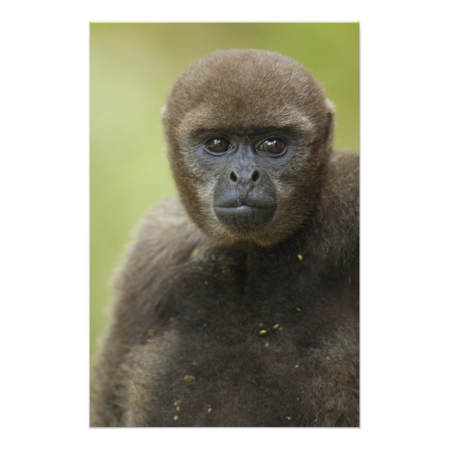 Common Woolly Monkey Lagothris lagothricha), Photo Print (Front)