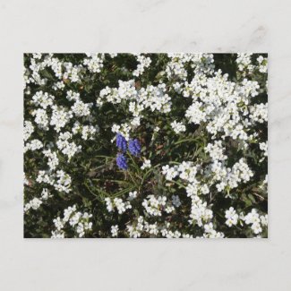 Common Yarrow & Grape Hyacinth DIY Postcard