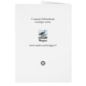 Common Yellowthroat (Back)