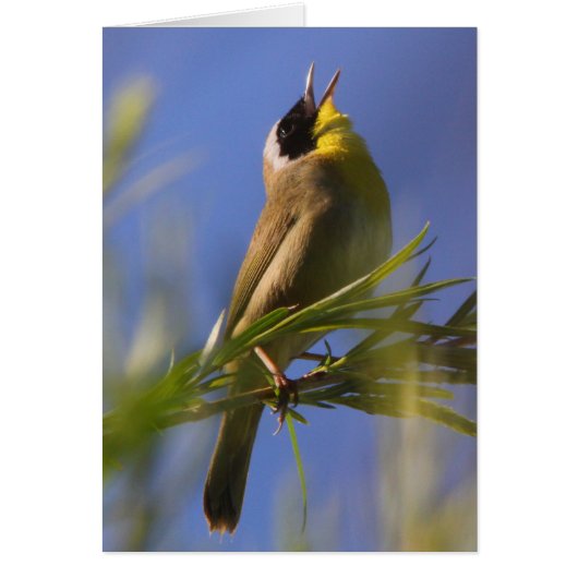 Common Yellowthroat Cards (Front)