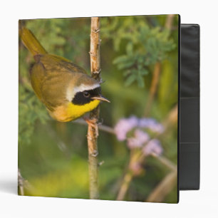 Common Yellowthroat Geothlypis trichas) male, Binder