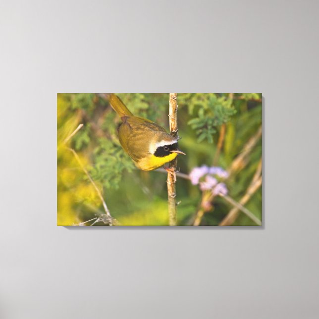 Common Yellowthroat Geothlypis trichas) male, Canvas Print (Front)
