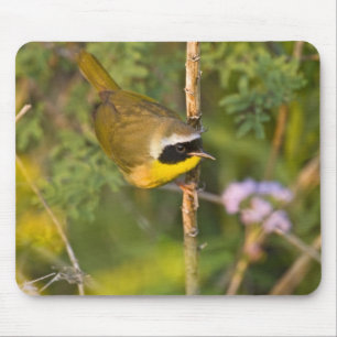 Common Yellowthroat Geothlypis trichas) male, Mouse Pad