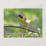 Common Yellowthroat Postcard at Zazzle