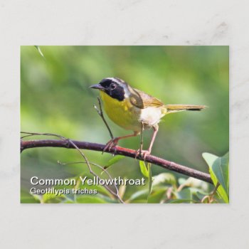 Common Yellowthroat Postcard by DEidamPhoto at Zazzle
