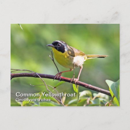 Common Yellowthroat Postcard