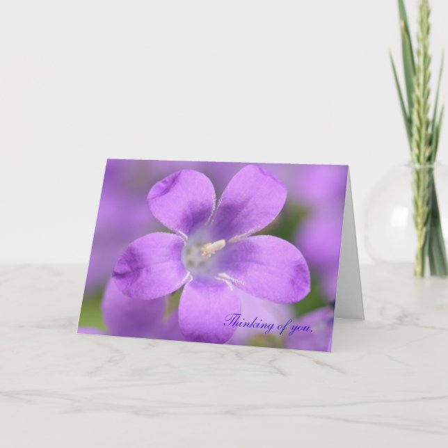 Companula. Thinking of you, Card (Front)