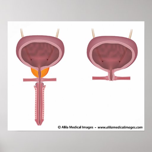 Compare male and female urinary organs posters | Zazzle