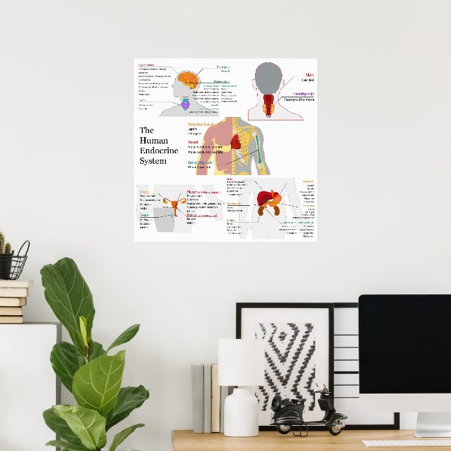 Complete Diagram Of The Human Endocrine System Poster