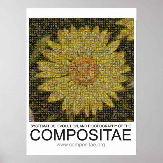 Compositae poster (Front)