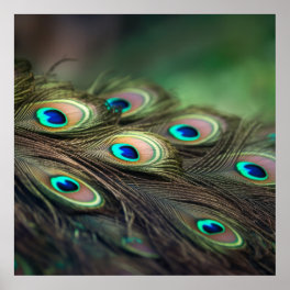 Composition of bright peacock feathers poster