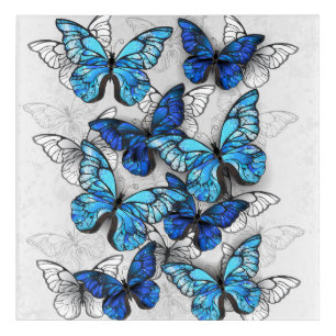 Composition of White and Blue Butterflies Acrylic Print
