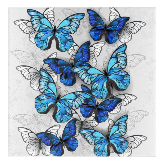 Composition of White and Blue Butterflies Acrylic Print (Front)