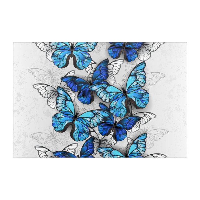 Composition of White and Blue Butterflies Acrylic Print (Front)