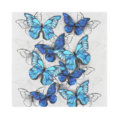 Composition of White and Blue Butterflies Metal Print