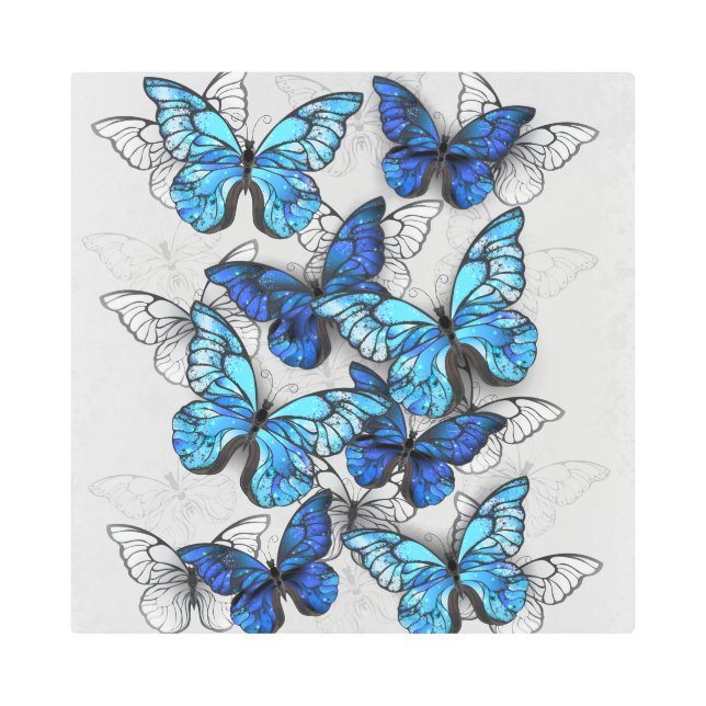 Composition of White and Blue Butterflies Metal Print (Front)