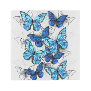Composition of White and Blue Butterflies Metal Print