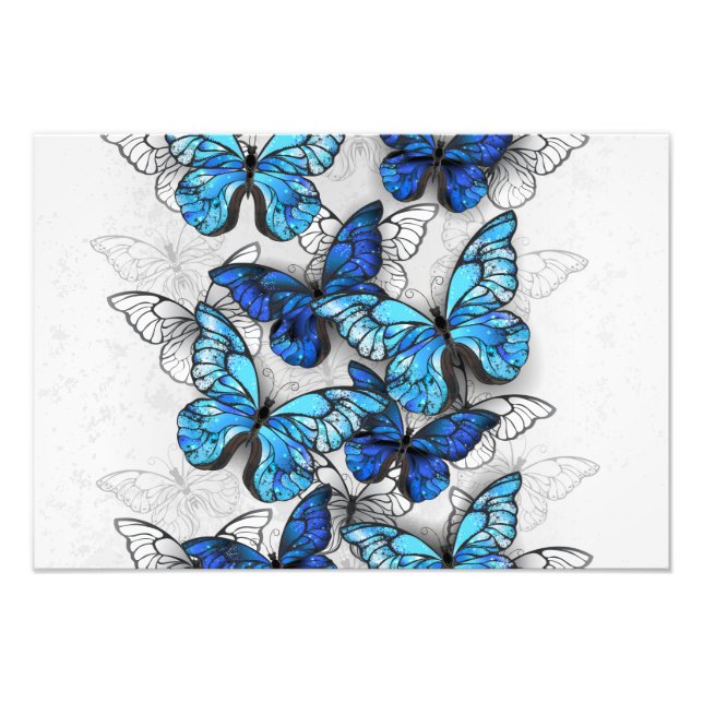 Composition of White and Blue Butterflies Photo Print (Front)