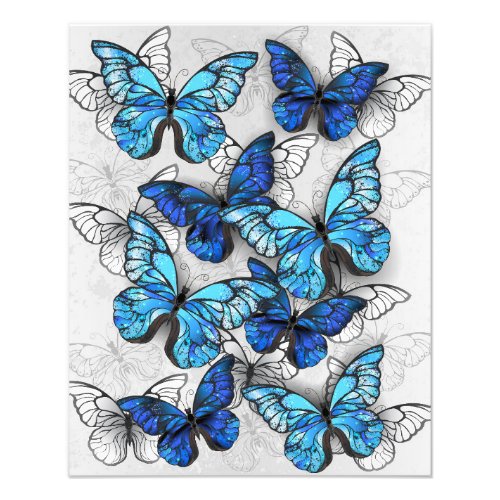 Composition of White and Blue Butterflies Photo Print