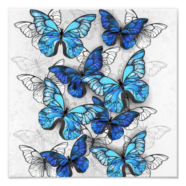 Composition of White and Blue Butterflies Photo Print (Front)