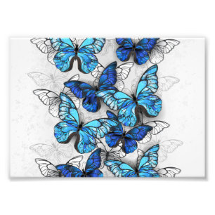 Composition of White and Blue Butterflies Photo Print