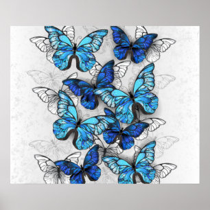 Composition of White and Blue Butterflies Poster