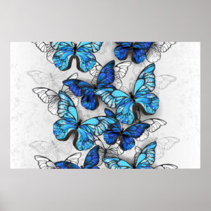 Composition of White and Blue Butterflies Poster