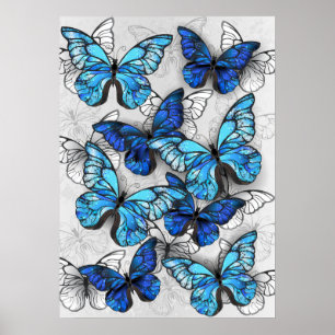 Composition of White and Blue Butterflies Poster